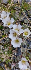 Oxalis loricata