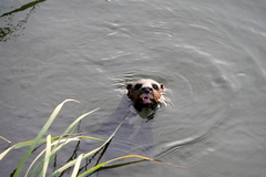 Hydrictis maculicollis