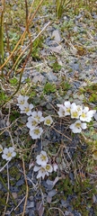 Oxalis loricata