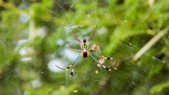 Trichonephila senegalensis