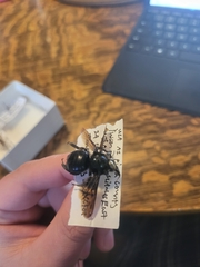 Xylocopa californica arizonensis