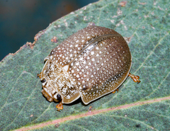 Paropsis dilatata