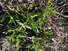 Amaryllis belladonna