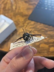 Xylocopa californica arizonensis