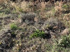 Amaryllis belladonna