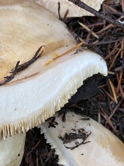 Lactarius argillaceifolius