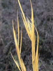 Andropogon virginicus