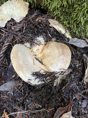 Lactarius argillaceifolius