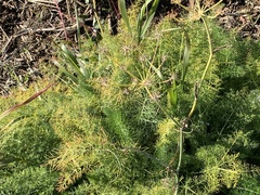 Foeniculum vulgare