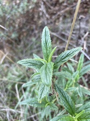 Diplacus aurantiacus