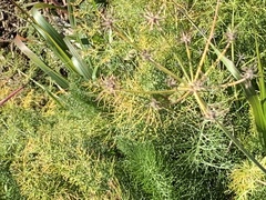 Foeniculum vulgare