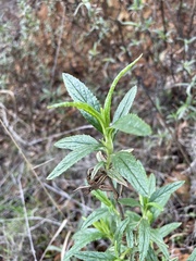 Diplacus aurantiacus