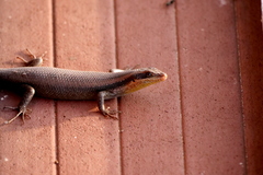 Trachylepis wahlbergii