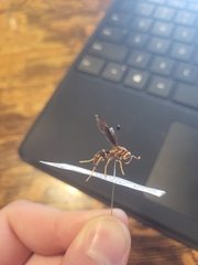 Polistes arizonensis