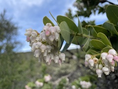 Arctostaphylos refugioensis