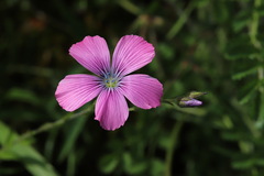 Linum viscosum