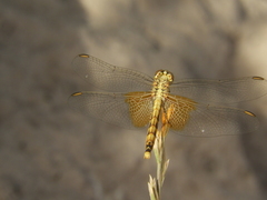 Erythrodiplax corallina