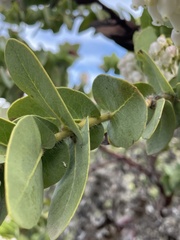 Arctostaphylos refugioensis