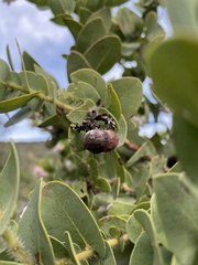 Arctostaphylos refugioensis
