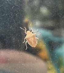 Carpocorini