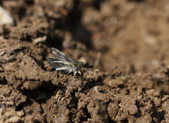 Muschampia floccifera