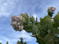 Arctostaphylos refugioensis