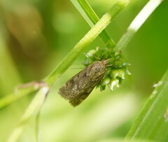 Achyra affinitalis