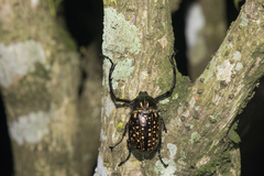 Cheirotonus formosanus