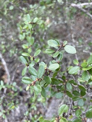 Rhamnus crocea