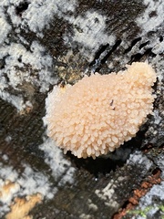 Tubifera