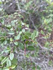 Rhamnus crocea