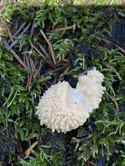 Tubifera