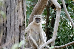 Chlorocebus cynosuros