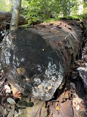 Tubifera