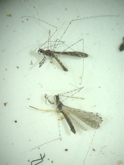 Empicoris rubromaculatus