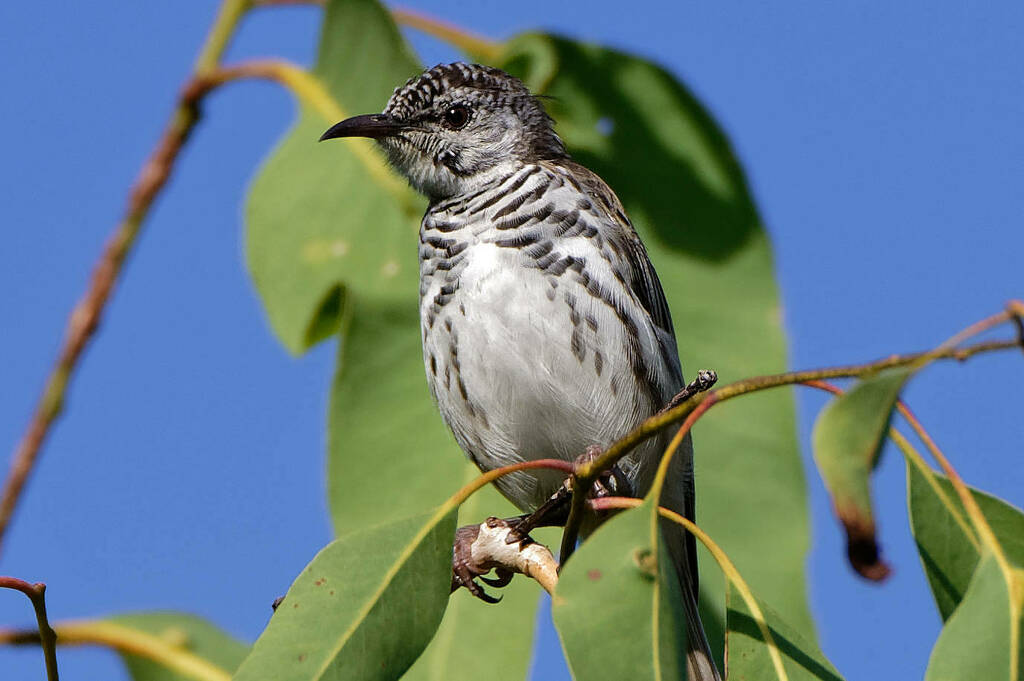 Bar-breasted Honeyeater photo