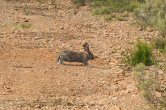 Lepus capensis