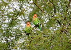 Agapornis roseicollis