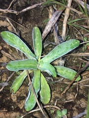 Gamochaeta americana