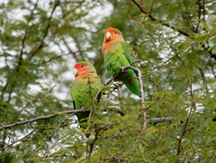 Agapornis roseicollis