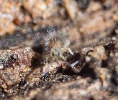 Entomobrya unostrigata