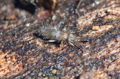 Entomobrya unostrigata