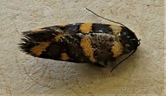 Tingena chrysogramma