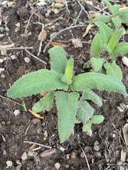 Salvia spathacea