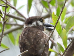 Hypnelus ruficollis
