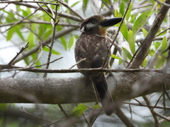 Hypnelus ruficollis