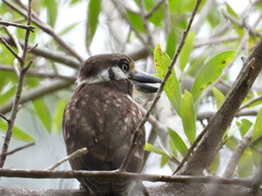 Hypnelus ruficollis