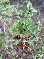 Rhamnus crocea