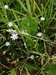 Stellaria palustris