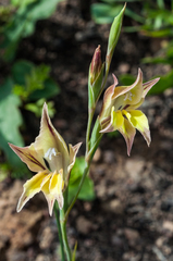Gladiolus permeabilis permeabilis